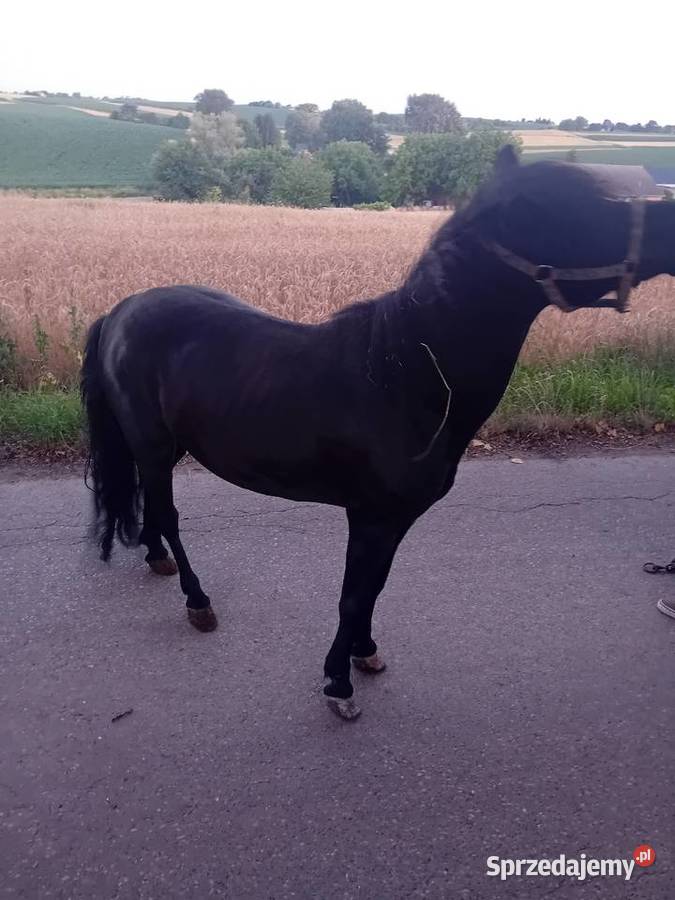 Klacz kucyk 120 Żębocin