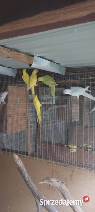 Papugi Rudosterki aleksandretty