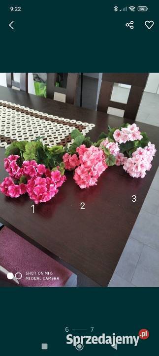 Pelargonie sztuczne żywe podkarpackie Ropczyce