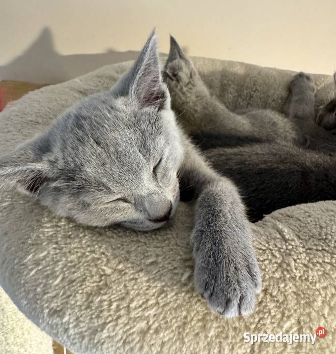 Koty rosyjskie niebieskie Gniezno