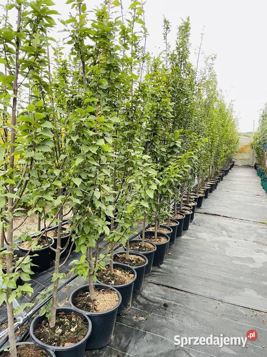 Grab Fastigiata Kolumnowy 810 obwód pnia 240 Liściaste Anieliny sprzedam