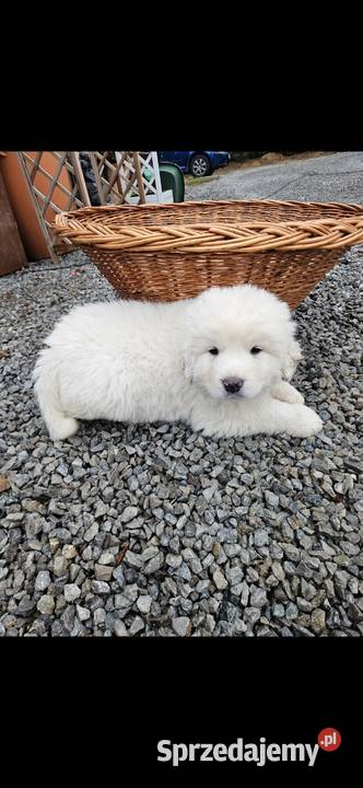 Polski Owczarek Podhalanski szczeniaki