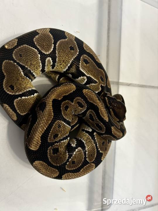 Pyton królewski samica Normal het Pied Sandomierz sprzedam