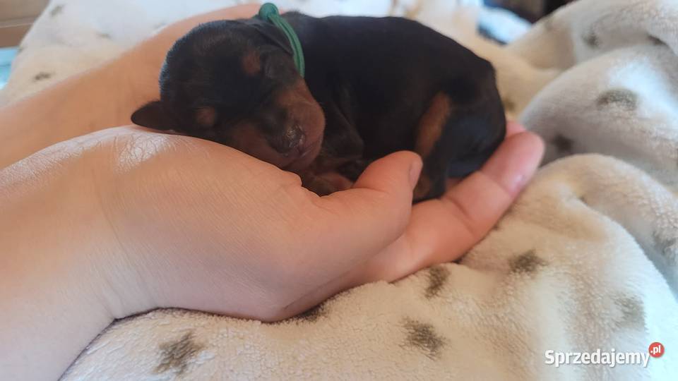 PINCZERY MINIATUROWE FCI Różan sprzedam