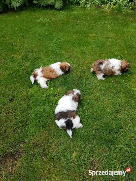 Szczeniaki Shih tzu Augustów