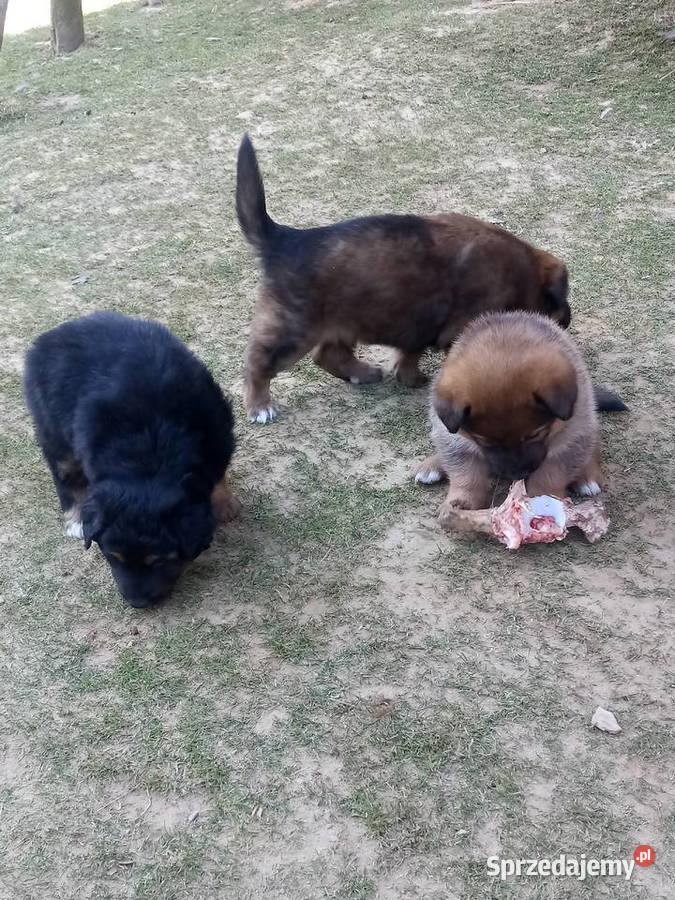 Sprzedam malutkie owczarki niemieckie