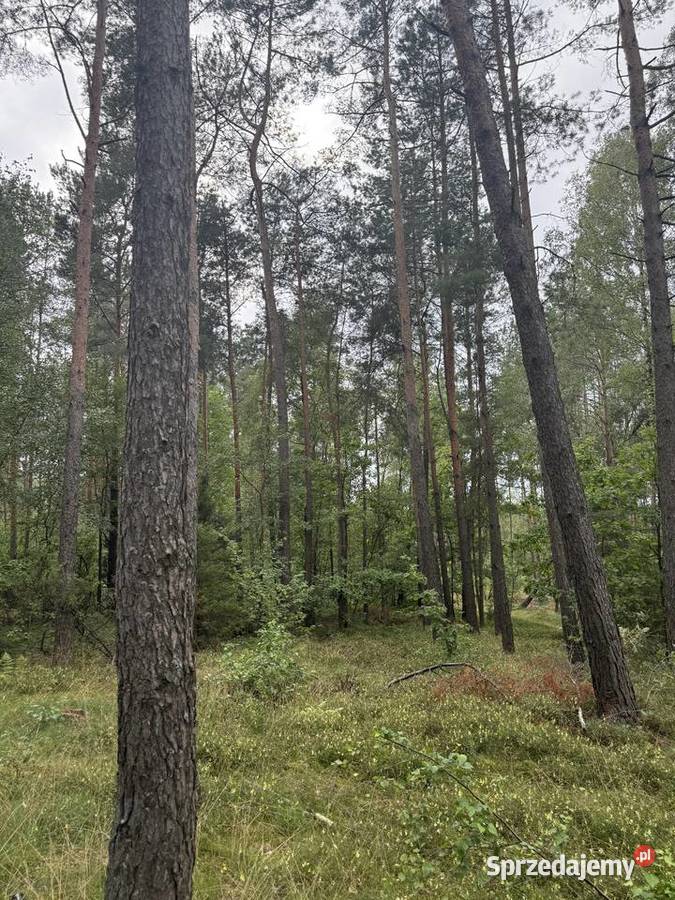 Sprzedam Las miejscowość Guty Bujno Sprzedaż Guty-Bujno