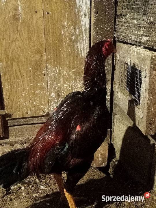 Kury ozdobne bojówce shamo Brusy