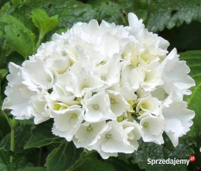 HORTENSJA OGRODOWA Wudu sadzonki w doniczkach Ustronie sprzedam