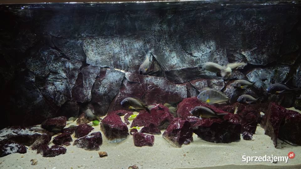 Akwarium z rybami WF Tropheus sp Crescentic Lesko