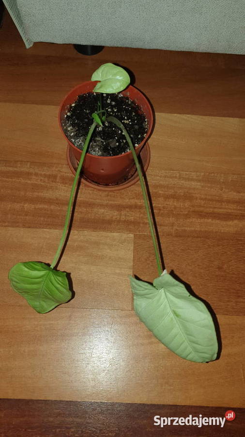Zroślicha syngonium roślina rosnąca mazowieckie