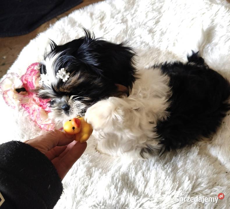 Shih tzu piesek FCI dolnośląskie Wałbrzych