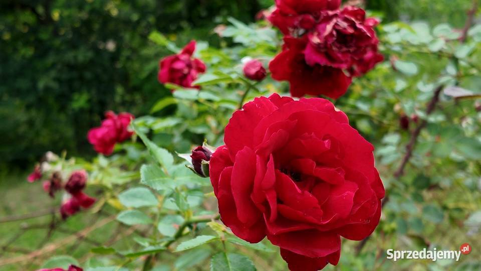 Sprzedam działkę ROD w Żaganiu