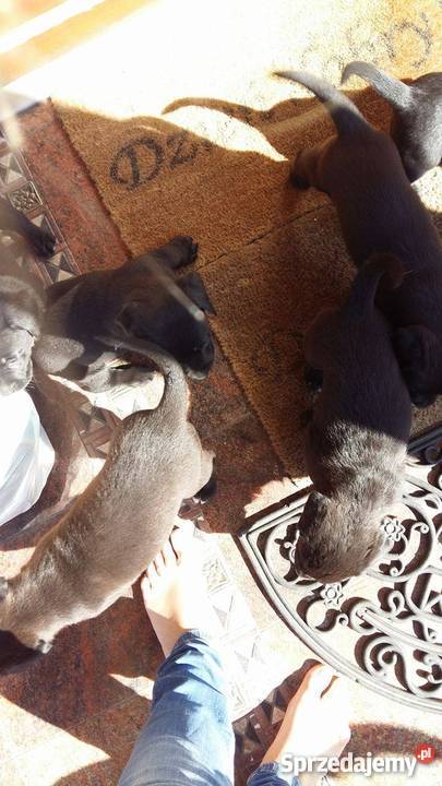 Oddam w ręce lablaorki Zwierzęta Błaszki sprzedam