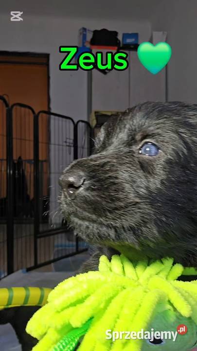 Owczarki Staroniemieckie czarne szczeniaczki Puławy