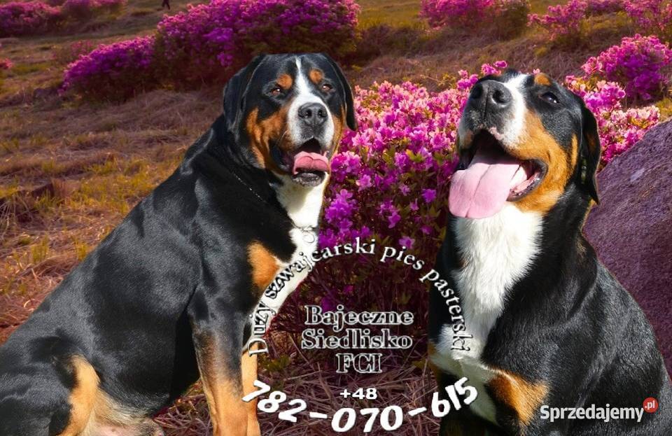 Duży Szwajcarski Pies Pasterski szczeniak Dąbrowa Górnicza