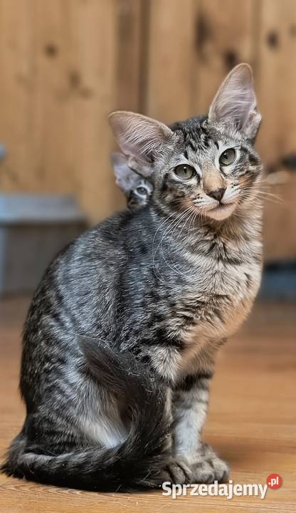 Kotka orientalna długowłosa