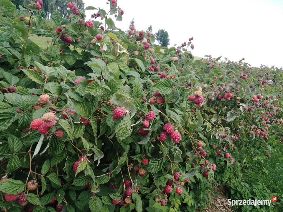 Sadzonki maliny Glen Ample i Polana Spławy Drugie