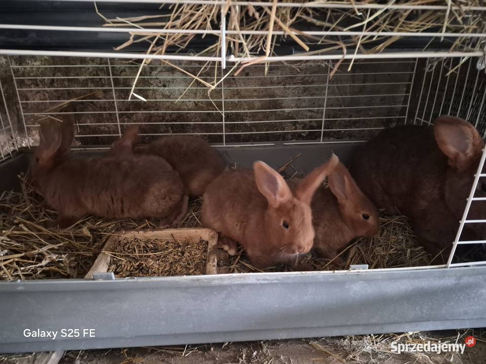 Króliki rasowe I mieszańce Dylągowa