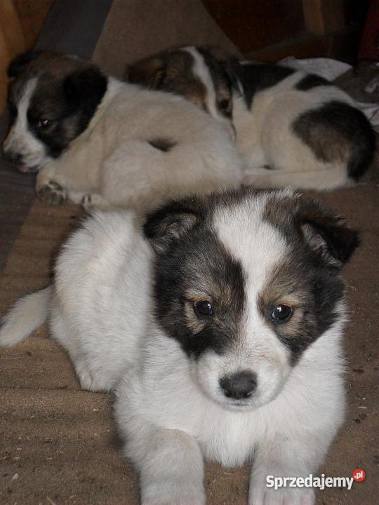 szczeniaki mieszance husky Dąbrowa Tarnowska sprzedam