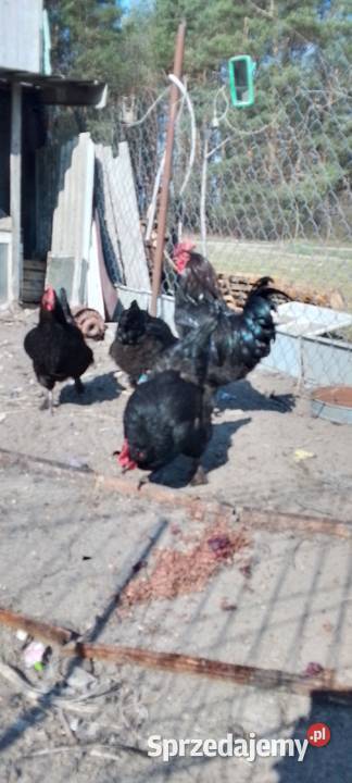 Sprzedam jaja lęgowe kur rasy marans