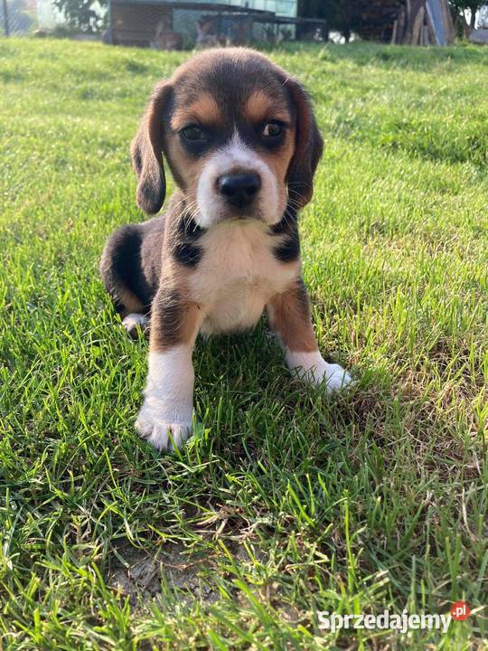 Szczeniak Beagle piesek Limanowa