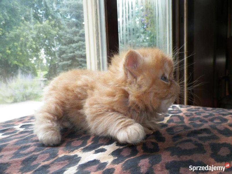 KOCIĘTA PERSKIE Z RODOWODEM Lachówka Duża