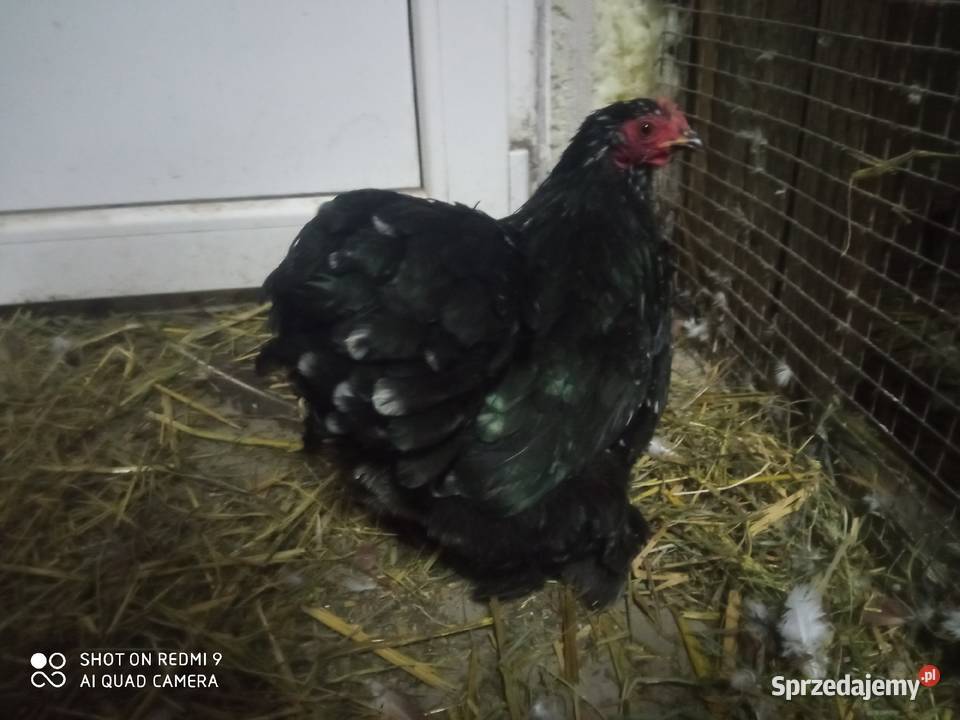 Kochin miniaturka porcelanowy para Ptaki Zamość