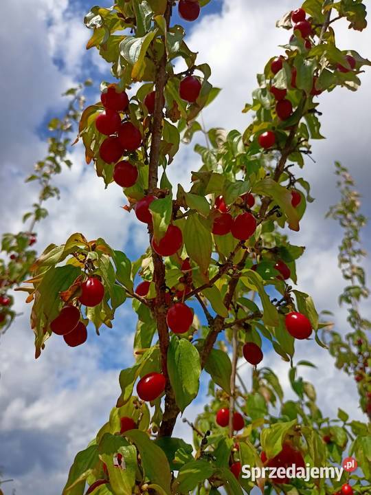 Dereń jadalny owoce Lubaczów