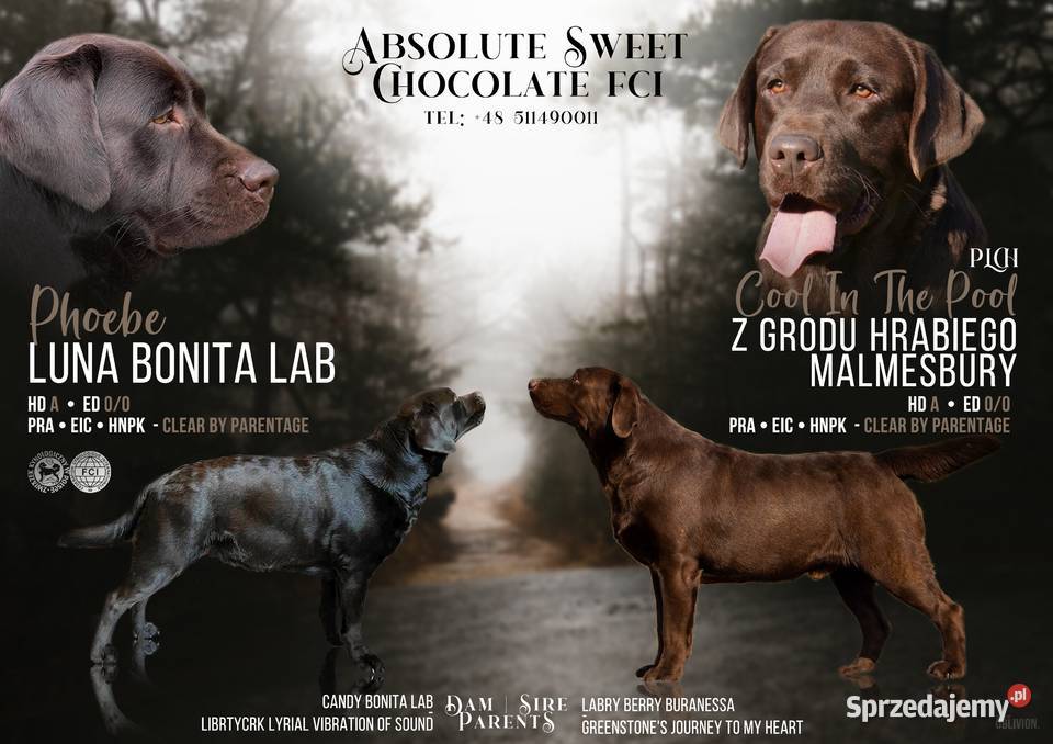 Czekoladowy szczeniak Labrador Retriever z Kraków