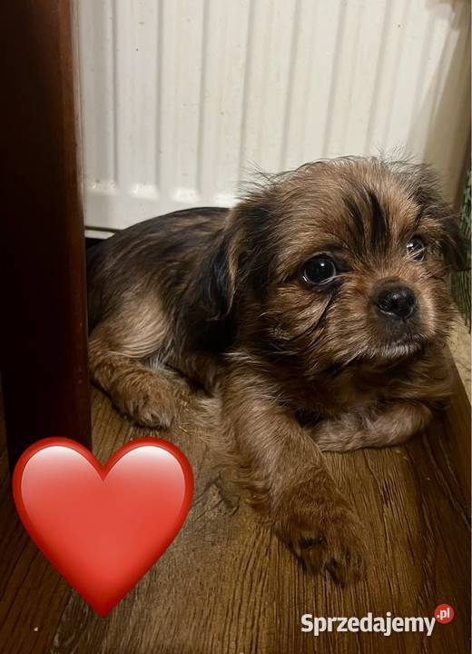 Yorkshitzu Bolesławiec