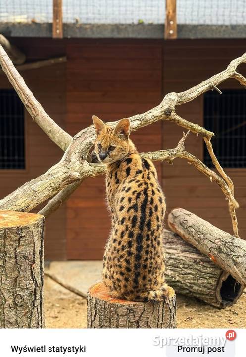 Para hodowlana Serwal Afrykański serval serval z śląskie Marklowice Górne