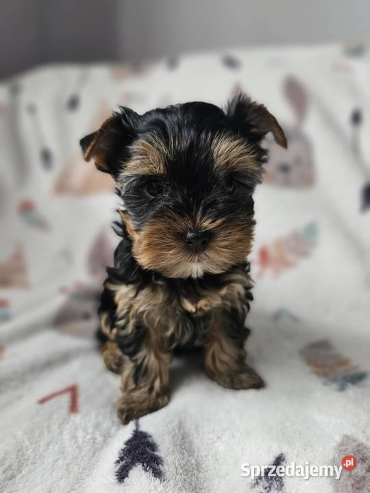 Dziewczynka Yorkshire Terrier Wyprawka Chip Częstochowa