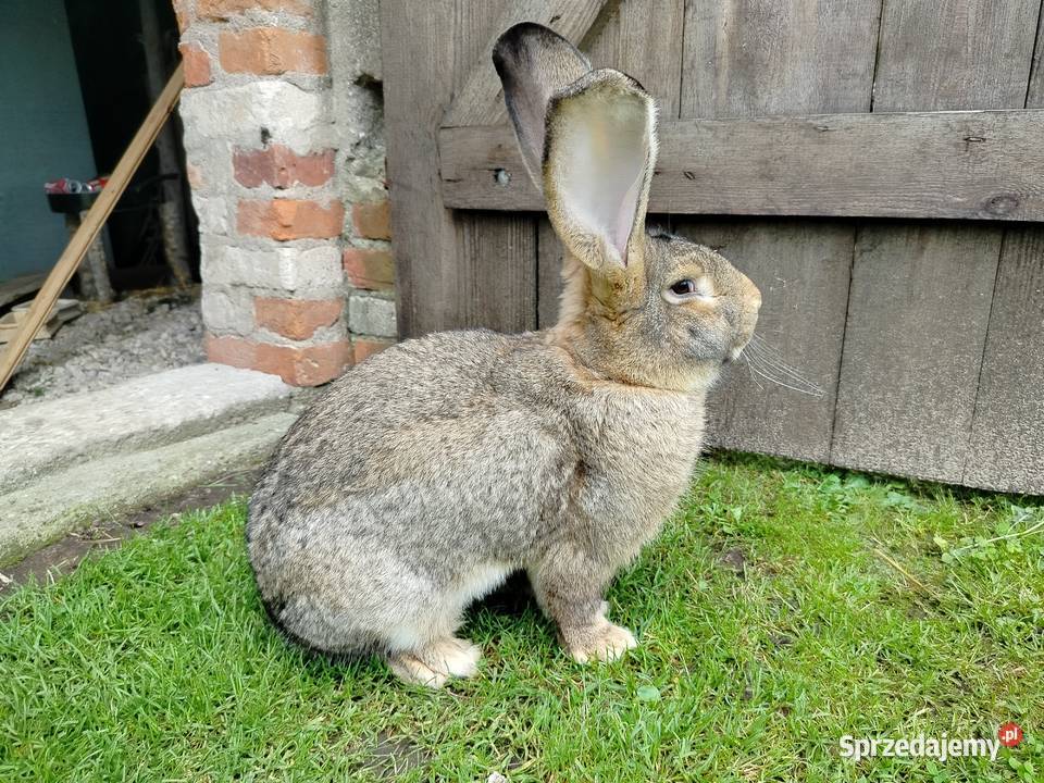 Królik olbrzym belgijski Kumelsk