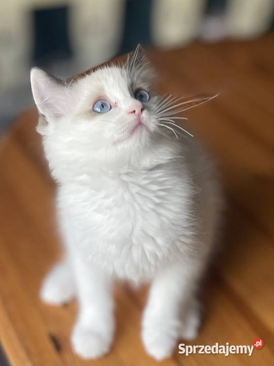 Ragdoll kotka rodowód FPL śląskie Częstochowa