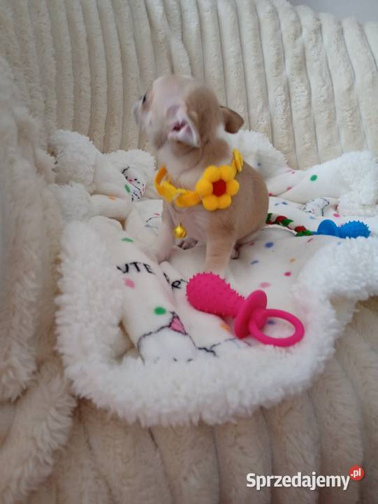 Piesek chihuahua wielkopolskie
