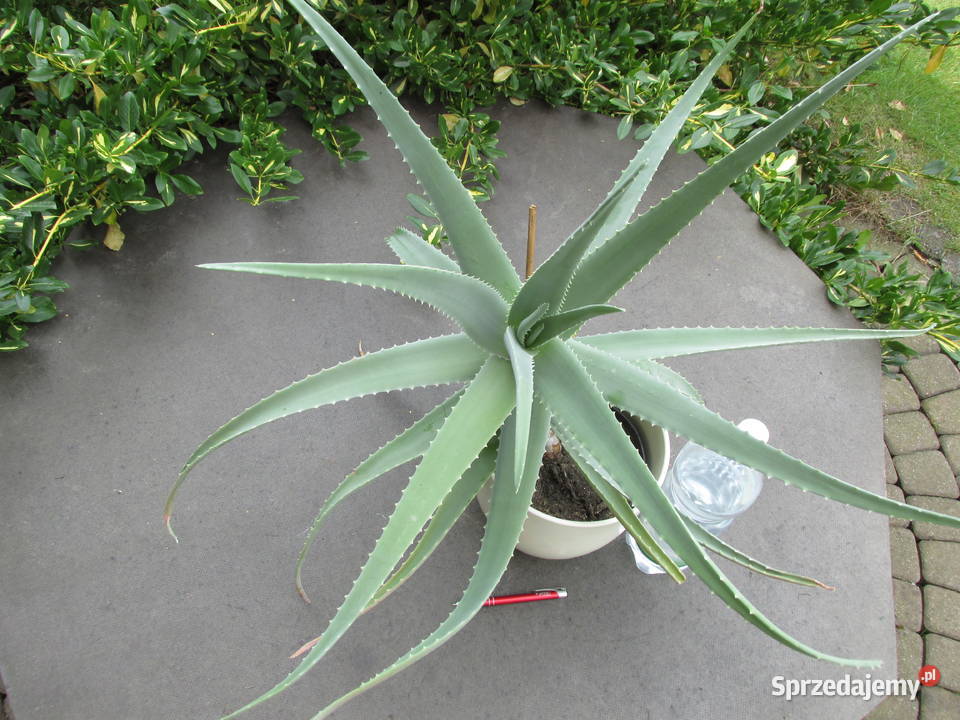 Ponad 5 letni olbrzymi aloes leczniczy Aloe Vera małopolskie Kraków