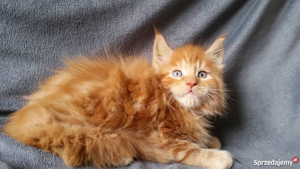 maine coon rudy kocur bedzie duży Lubin