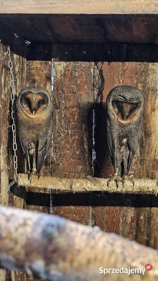 Sowa Płomykówka Czarna Tyto Alba Melanią Black