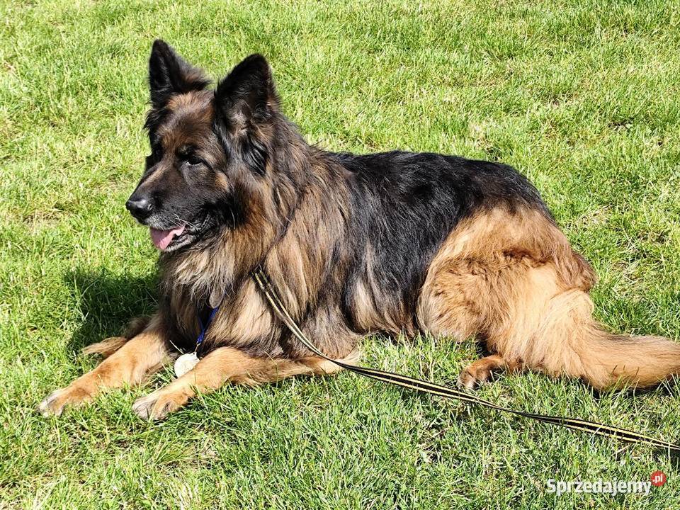 Reproduktor owczarek niemiecki Nowy Tomyśl
