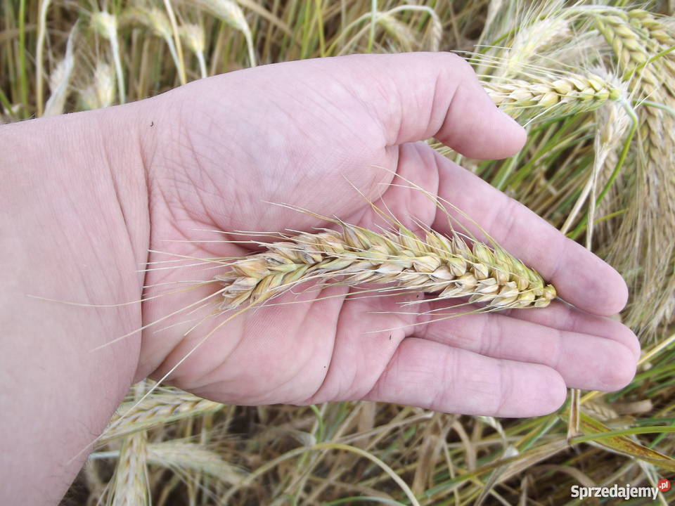 Pszenżyto REMIKO centrali świętokrzyskie