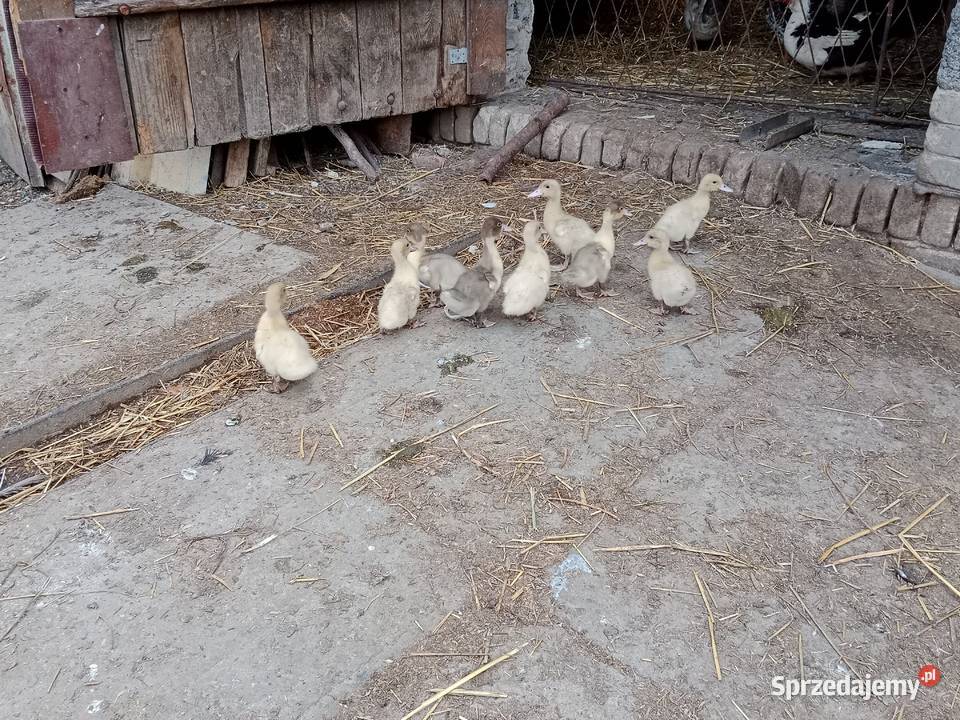 Kaczki 2 tygodniowe wysyłka małopolskie Nasiechowice