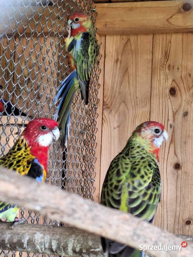 Rozele krolewskie śląskie