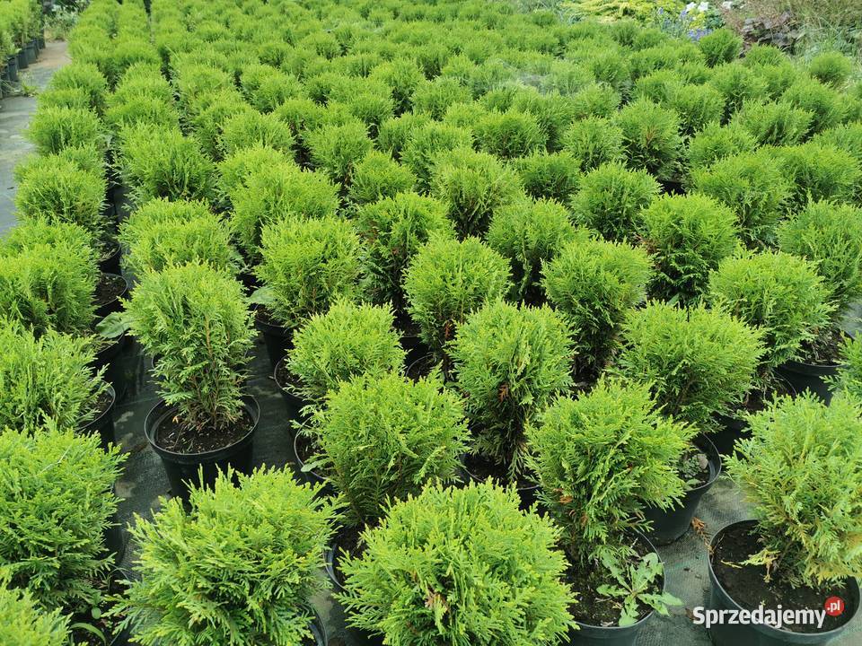 Tuja danica tuja kula Chrzanowo-Bronisze