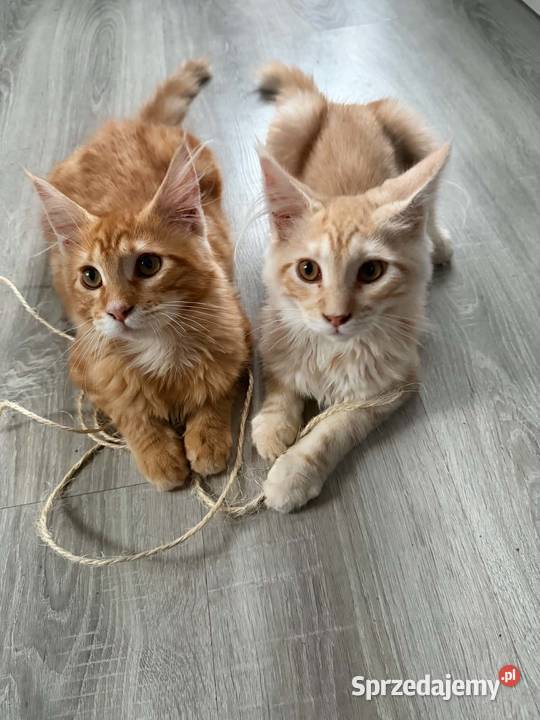 kocięta Maine Coon Starogard Gdański