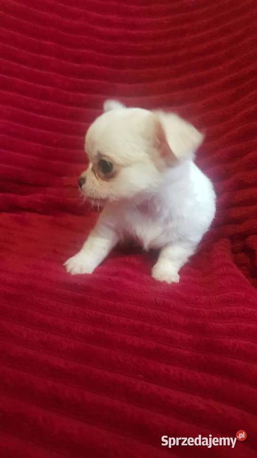 Piesek chihuahua biały Płońsk