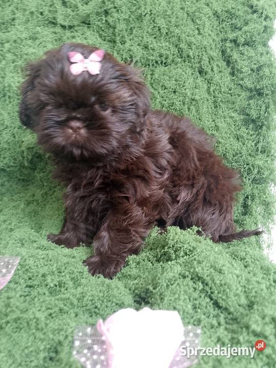 GOTOWA D O ODBIORU Przepiękna czekoladowa suczka Shih Tzu Namysłów