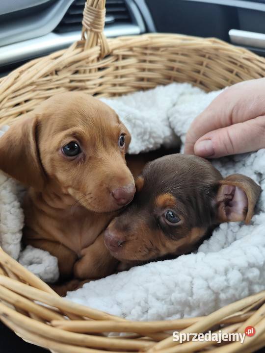 Jamniki krótkowłose suczka mazowieckie Strzegowo