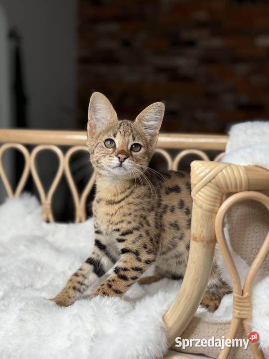 Savannah F1