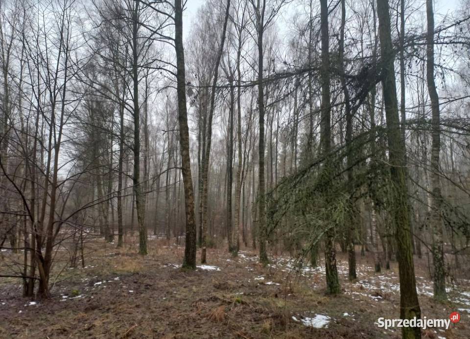 Sprzedam las mieszany z gruntem 139 ha warmińsko-mazurskie Turza Wielka